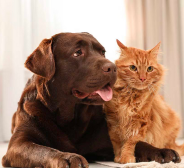 The Importance of Prebiotics and Probiotics in Dog & Cat Food
